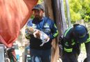 Se han atendido más de mil 300 denuncias por maltrato animal
