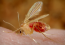 Instalan grupo para reforzar combate a la leishmaniasis en Yucatán
