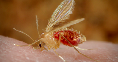 Instalan grupo para reforzar combate a la leishmaniasis en Yucatán