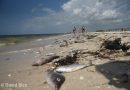 Pescadores ayudarán a detectar a tiempo la marea roja en costas de Yucatán