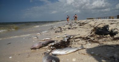 Pescadores ayudarán a detectar a tiempo la marea roja en costas de Yucatán