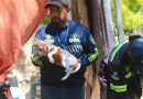 18 casos de maltrato animal siguen en proceso judicial en Mérida