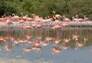 Anillan 425 flamencos rosados en Ría Lagartos