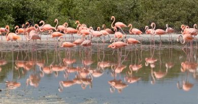 Anillan 425 flamencos rosados en Ría Lagartos