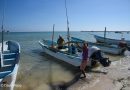 Pescador yucateco respeta reglas de captura; foráneos depredan pulpo, advierten