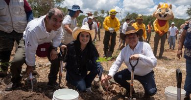 Reforesta Renacimiento Maya 292 hectáreas con más de 64 mil plantas