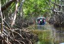Yucatán perdió 2,725 hectáreas de manglar en los últimos cinco años