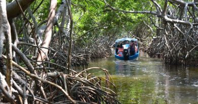 Yucatán perdió 2,725 hectáreas de manglar en los últimos cinco años