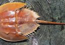Yucatán mantiene vigilancia para proteger a la cacerolita de mar, un fósil viviente en peligro de extinción