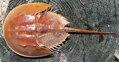Yucatán mantiene vigilancia para proteger a la cacerolita de mar, un fósil viviente en peligro de extinción