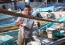 Mal tiempo hace caer hasta 40% la captura de pulpo en Yucatán