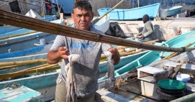 Mal tiempo hace caer hasta 40% la captura de pulpo en Yucatán