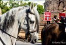 Nuevos amparos van contra el maltrato de toros en Sotuta, Ucú y Cansahcab