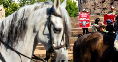 Nuevos amparos van contra el maltrato de toros en Ucú y Cansahcab