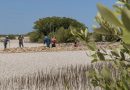 Yucatán perdió 2,879 hectáreas de manglar en 16 años; ahora pagarán por restaurarlo