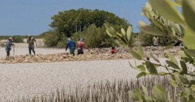 Yucatán perdió 2,879 hectáreas de manglar en 16 años; ahora pagarán por restaurarlo