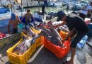 Súper Niño amenaza a la pesca y la seguridad alimentaria de México