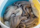 Hallan microplásticos en 9 de cada 10 pulpos mayas