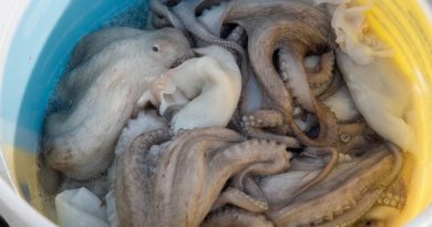 Hallan microplásticos en 9 de cada 10 pulpos mayas