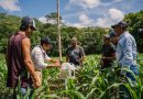 Ciencia y saber comunitario se unen para preservar el maíz nativo en Peto