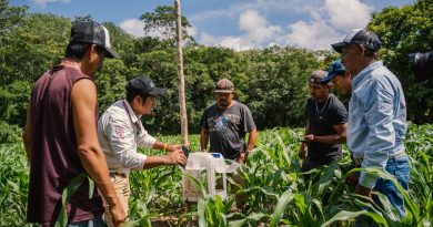 Ciencia y saber comunitario se unen para preservar el maíz nativo en Peto