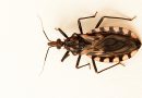 Chagas puede pasar años sin ser detectado, advierten en la UADY