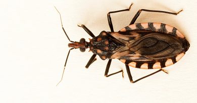 Chagas puede pasar años sin ser detectado, advierten en la UADY