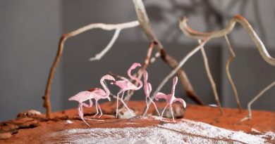Presentan exposición “Agreste” en el Centro Contemporáneo del Mayab