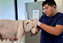 Tutor entrega voluntariamente a Oso y Blanquis al CEMAA