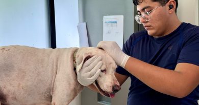 Tutor entrega voluntariamente a Oso y Blanquis al CEMAA