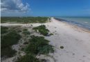 Identifican 80 especies vegetales en dunas de Sisal; cuatro están amenazadas