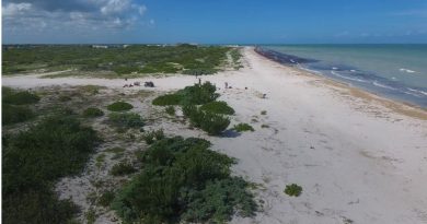 Identifican 80 especies vegetales en dunas de Sisal; cuatro están amenazadas