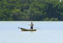 Cuatro tipos de manglar protegen a Celestún