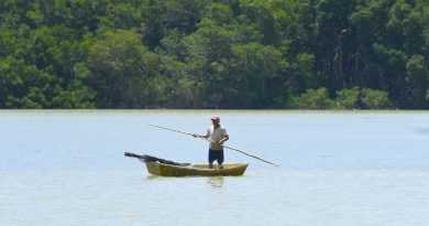 Cuatro tipos de manglar protegen a Celestún