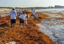Buscan medir emisiones del sargazo al descomponerse