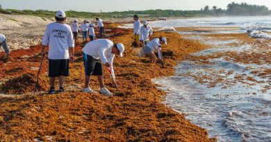 Buscan medir emisiones del sargazo al descomponerse